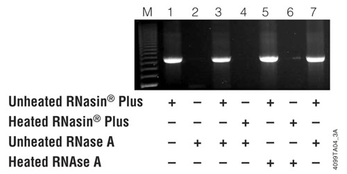 RNasin Plus inhibits RNase A and protects a template prior to RT-PCR.