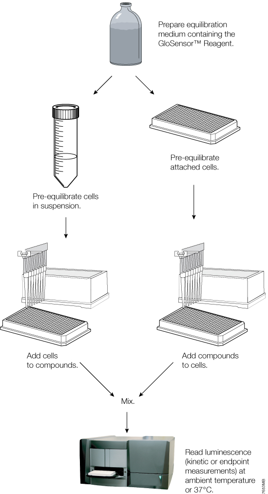 Overview of the GloSensor cAMP Assay protocol.