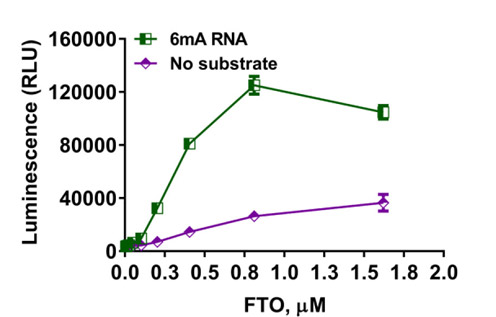 succinate-glo detection of fto