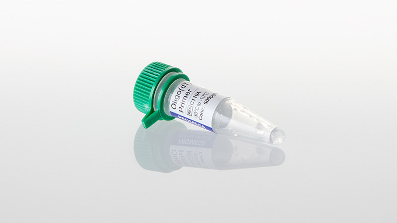 C1101_Oligo-dT--15-Primer_3
