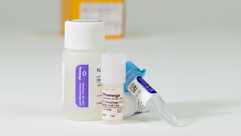 LC3 HiBiT Reporter Autophagy Assays