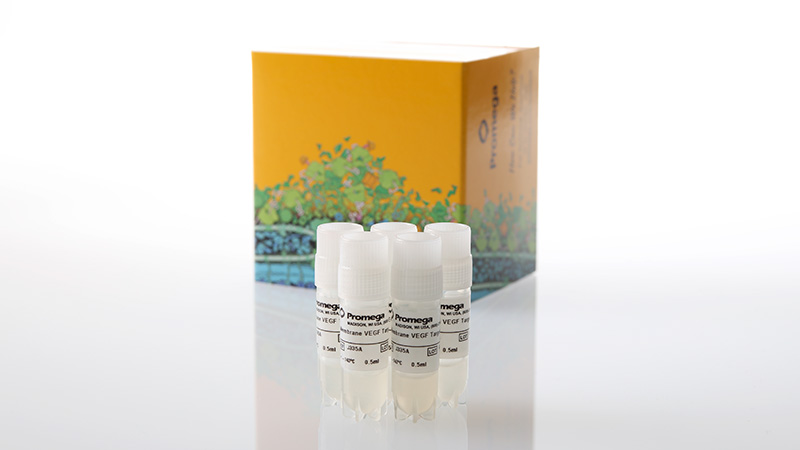 j3355-membrane-vegf-target-cells-5x-3