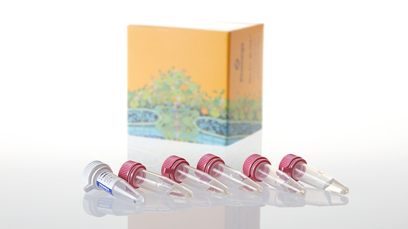 L1191_BL21-DE3-pLysS Competent Cells_3