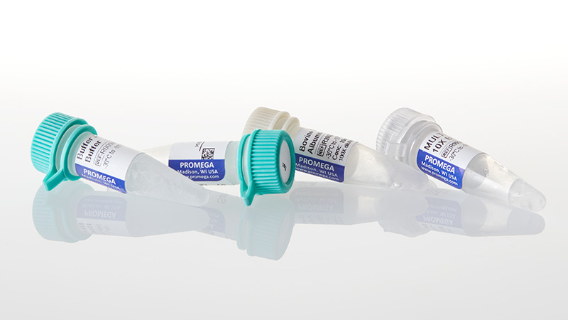 R6061_SacI--1-000u_3