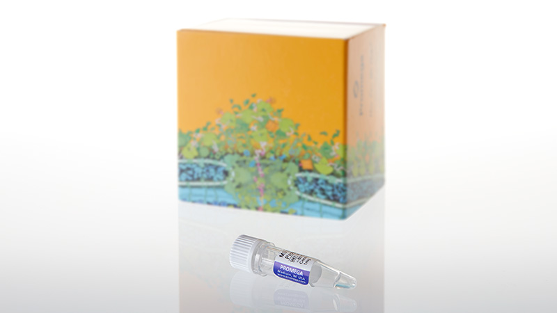 V7341_Mass-Spec-Compatible-Yeast-Protein-Extract