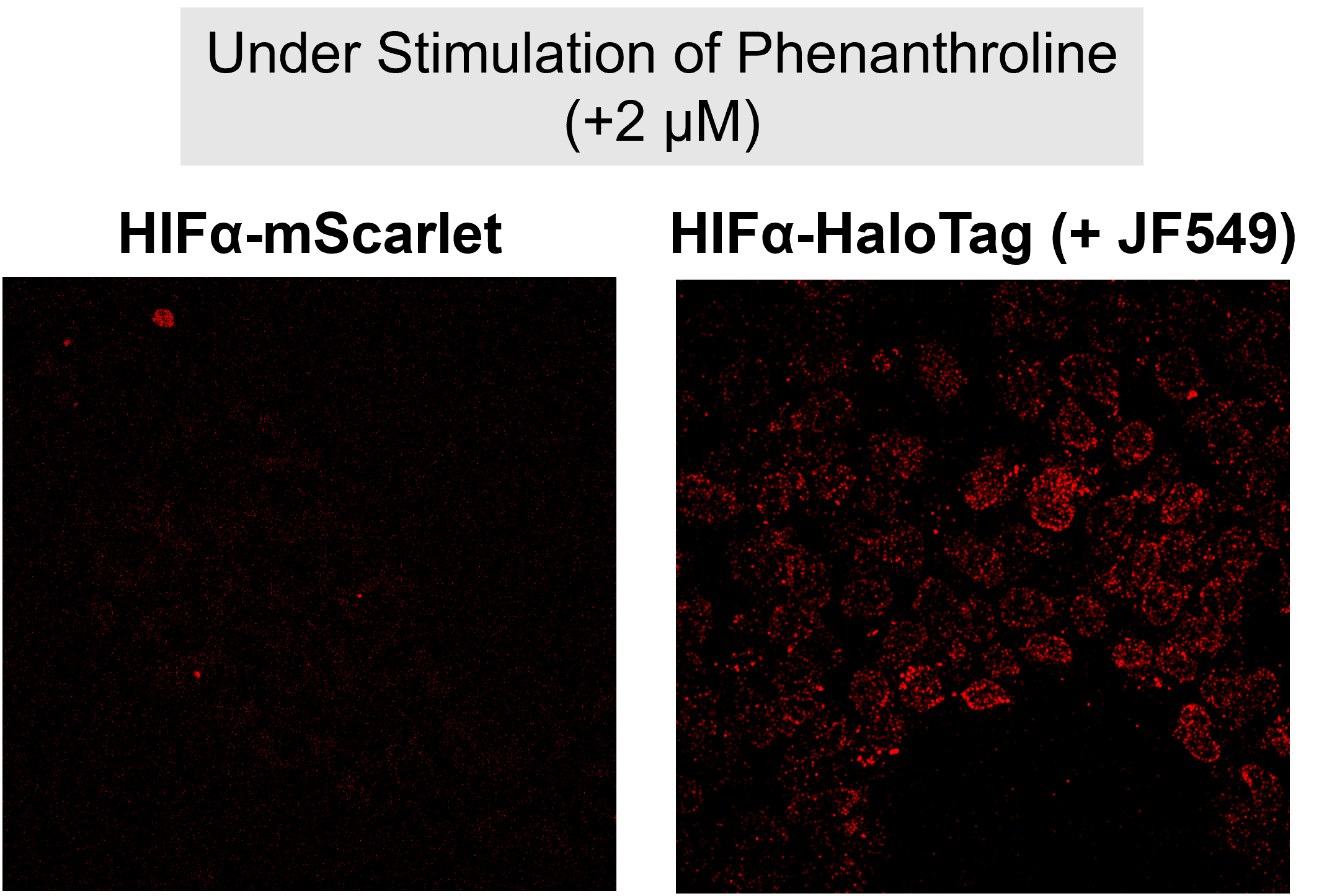 fig6