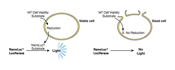 real-time glo assay