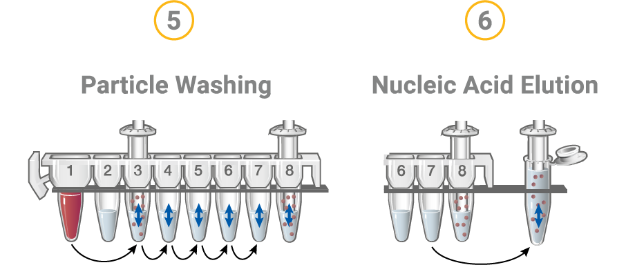 Schematic of  washing and elution steps in the Maxwell DNA purification method.