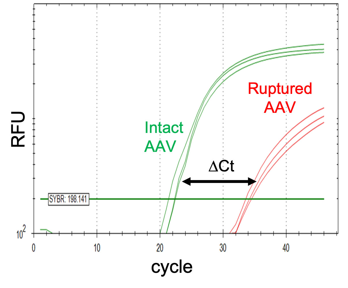 Line graph showing amplification of intact AAV versus ruptured AAV.