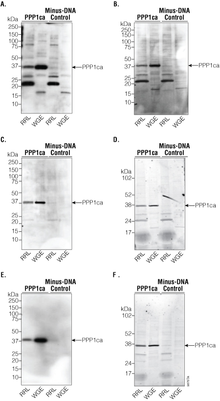 Multi-panel Western blot showing detection of PPP1ca expressed in RRL- and WGE-based systems using mouse or rabbit primary antibodies with either chemiluminescent or fluorescent secondary antibodies, comparing signal detection across antibody conditions.