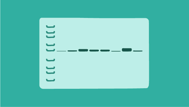 proteindetsubpage-immuno-two-web